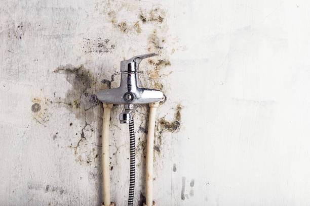 Best Emergency Mold Removal  in Hoquiam, WA