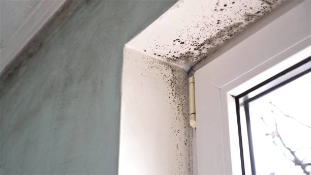 Best Fast Mold Removal  in Hoquiam, WA