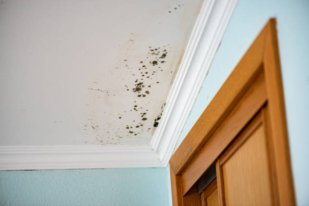 Best Fast Mold Removal  in Hoquiam, WA