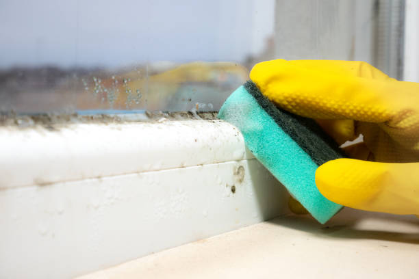 Best Mold Removal Company Near Me  in Hoquiam, WA