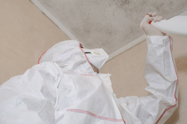 Mold Removal Process in Hoquiam, WA