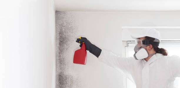 Best Home Mold Removal  in Hoquiam, WA
