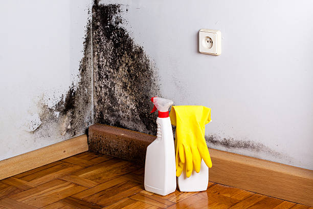 Best Black Mold Removal  in Hoquiam, WA