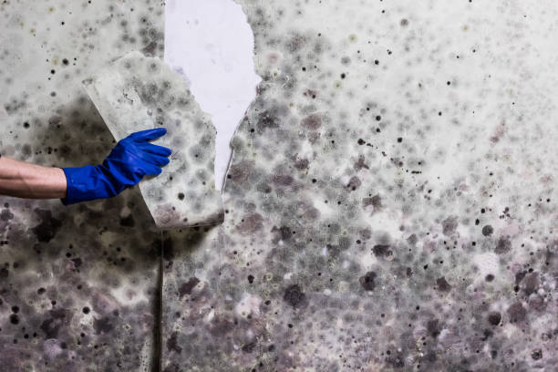 Home Mold Removal in Hoquiam, WA